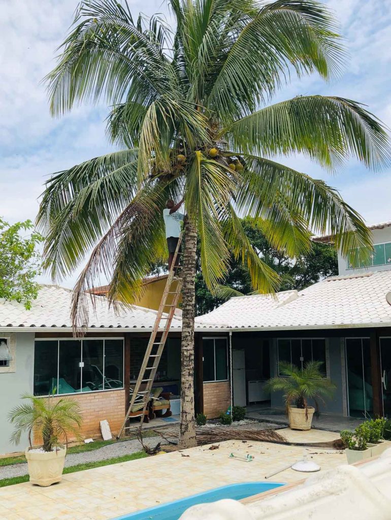 a man climbs a coconut tree