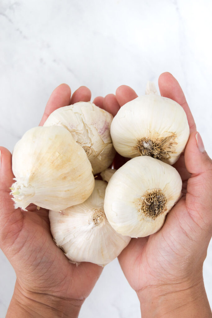A woman holds several garlic bulbs in her hands